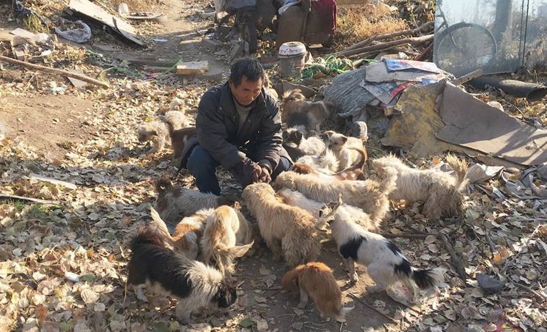 rescues.animalsupport369.com – A Heartfelt Mission to Rescue and Protect Animals in Need