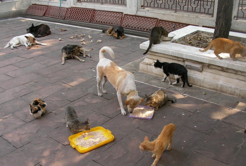 Helping Cats in Overcrowded Shelters A Silent Crisis