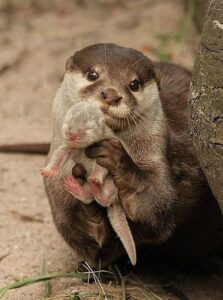 Otter Rescue Stories