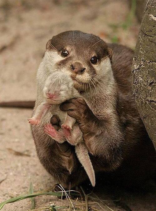 Otter Rescue Stories